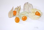 Silvia Bartsch, Künstlerin, Zeichnung, Physalis