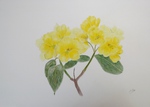 Rhododendron, Blüte, Zeichnung, Silvia Bartsch