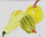 Kürbis, Zeichnung, Silvia Bartsch